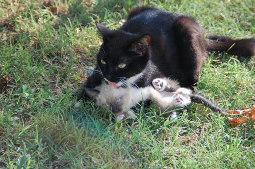 cats mom cat and her calf animal tenderness
