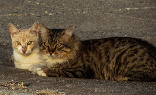 cats pair stray