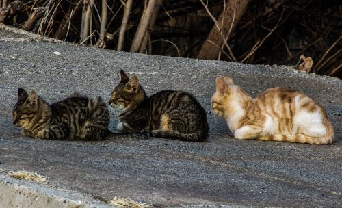 cats stray in a row