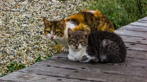 cats stray outdoors