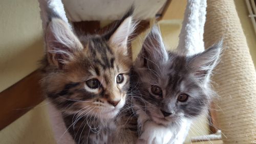 cats kittens maine coon