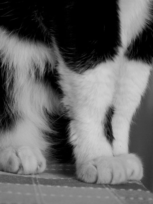 cats paws claws