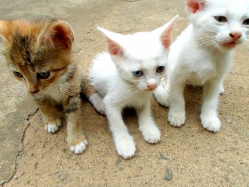 cats kittens animals