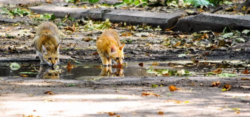 cats drink water puddle