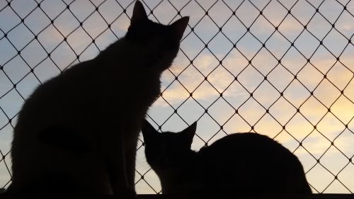 cats window silhouette
