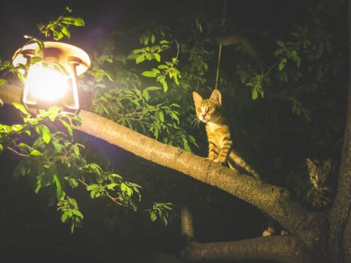 cats animals light