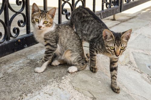 cats young stray