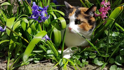 cats spring nature