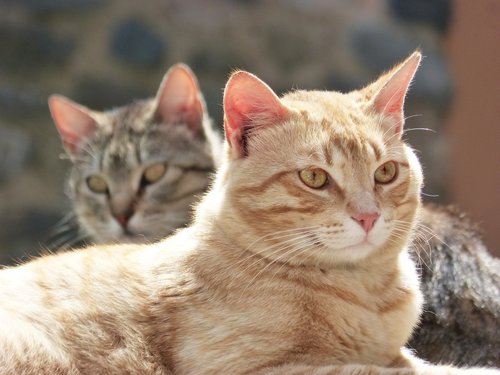 cats  housecat  couple