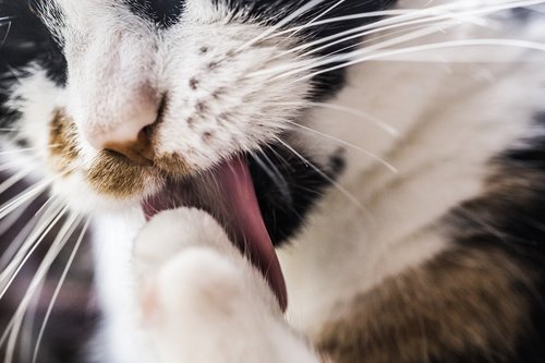 cats  tongue  pet