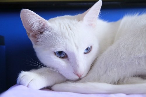cats  white  angora