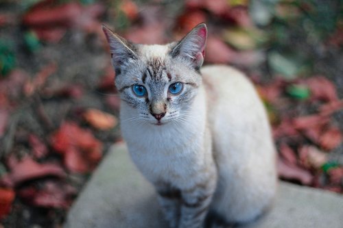 cats  blue eyes  feline