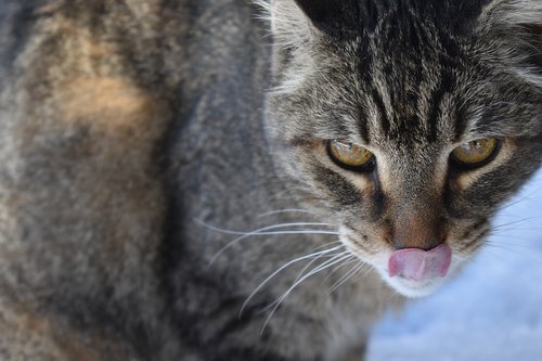 cats  tongue  animal