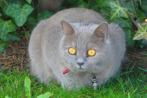 cats  eyes  coat