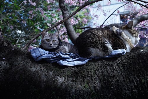 cats  sunning  tree branch