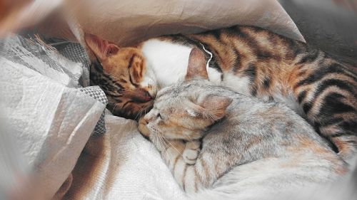cats cuddling sleeping