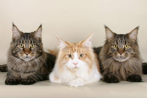 cats maine coon cats three