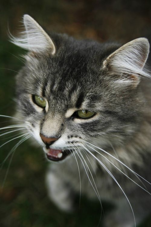 cats fluffy cat closeup