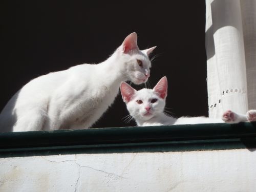 cats white window