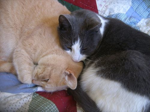 cats nap animals