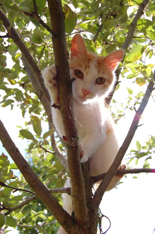 cats cat tree