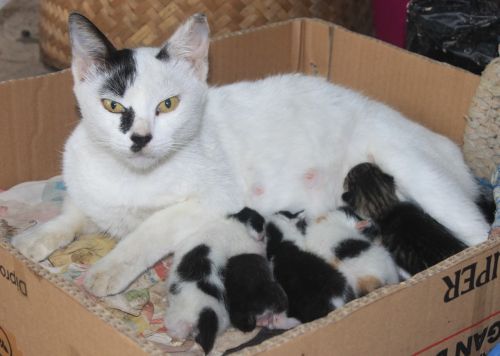 cats mom and baby family