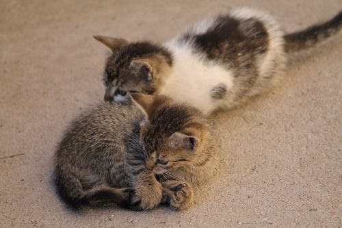 cats pets kitten