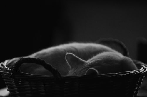 cats-basket sleeping rest