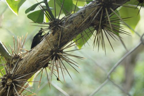 cat's claw thorns plant