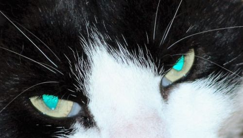 cat's eye dangerous eye
