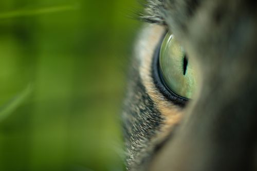 cat's eye cat green eye