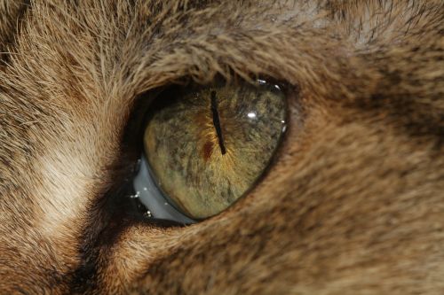 cat's eye eye pupil