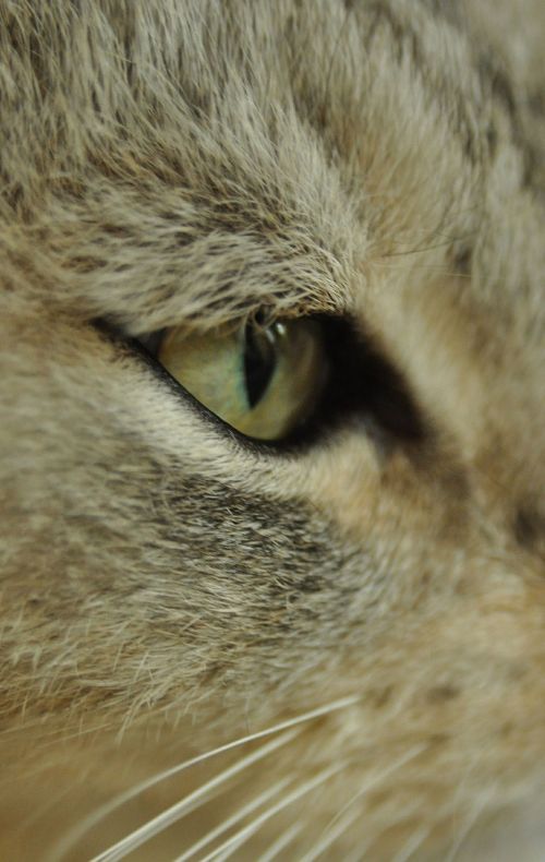 cat's eye animal eyes