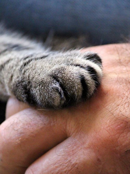 cat's paw hand cat