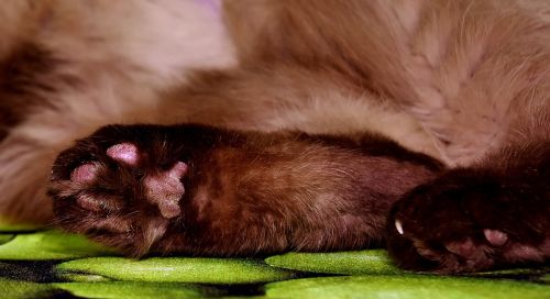 cat's paw brown british shorthair