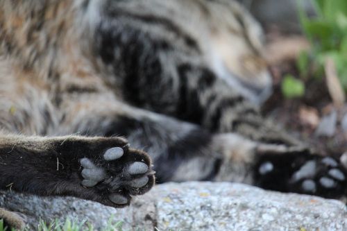cat's paw cat paw print
