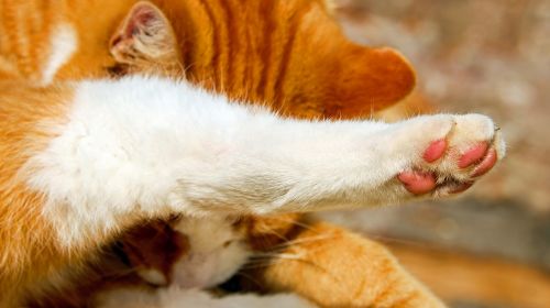 cat's paw paw cat