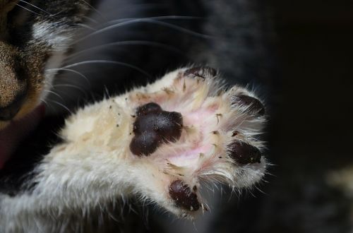 cat's paw paw print paw