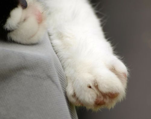 cat's paw paw print cat