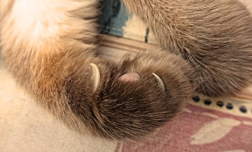 cat's paw  claw  paw