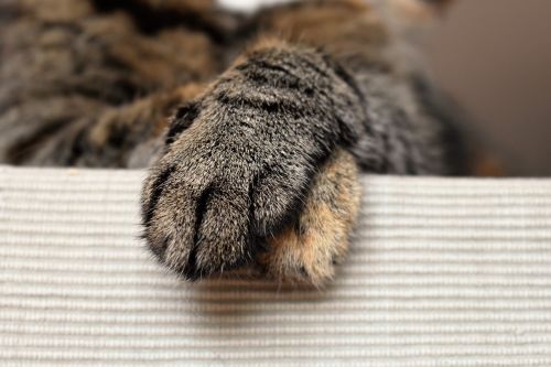 cats paws animal paw cat's paw