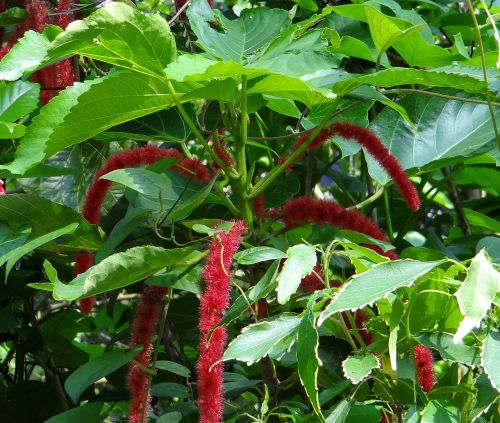 cat's tail red hot cat tail chenille plant