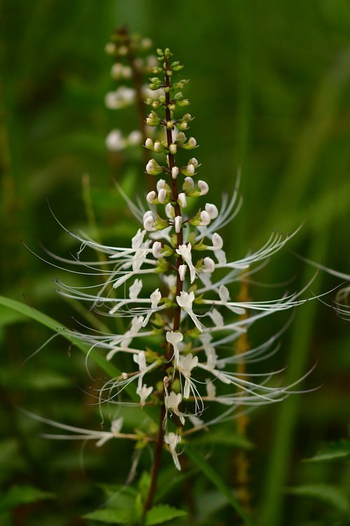 cat's whiskers  medicinal plant  white petal