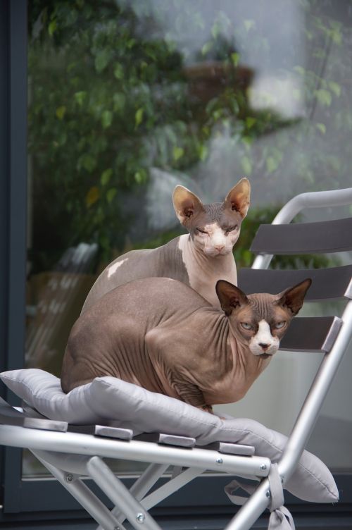 cats without hair mammal good looking