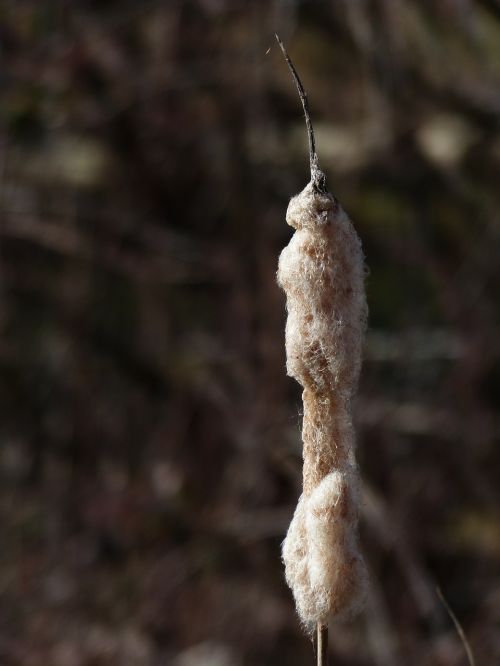 cattail reeds flying seeds