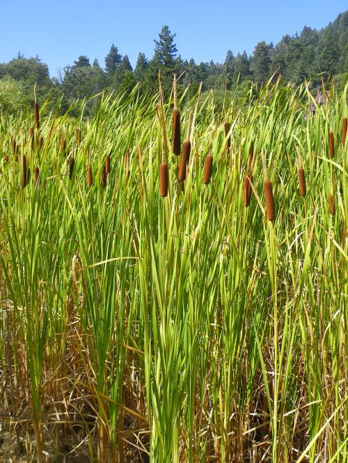 cattail marsh plant