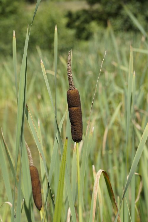 cattail fouling bank