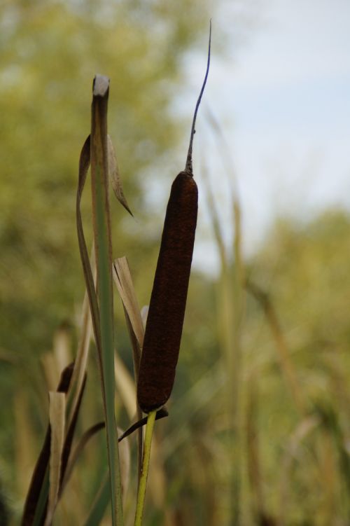 cattail rush reed