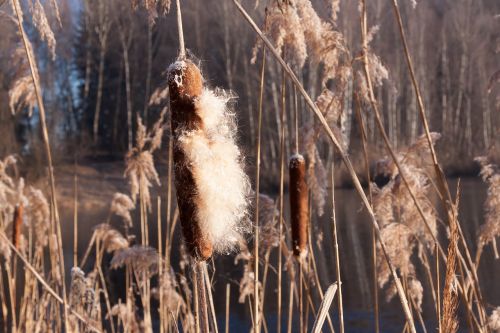 cattail typha flying seeds