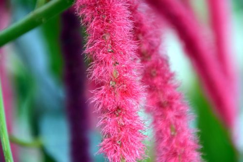 cattail acalypha hispida blossom